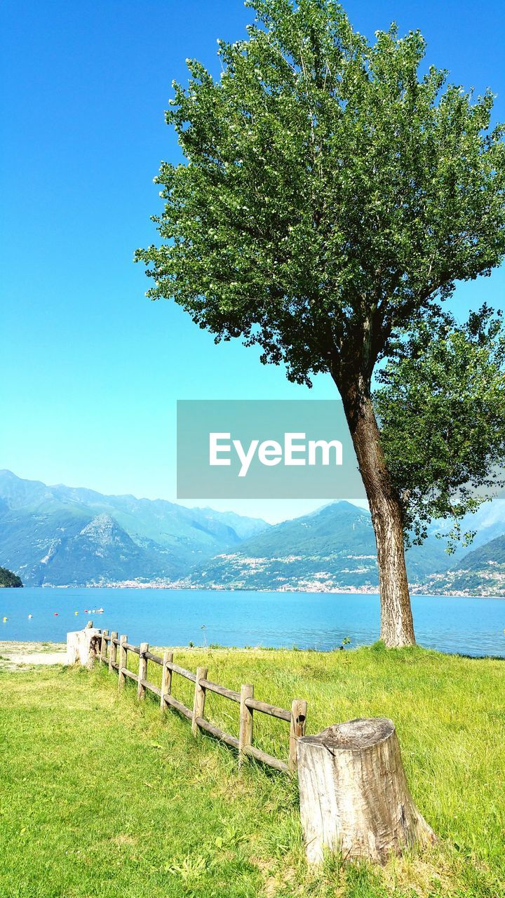 Tree growing on grassy field against lake