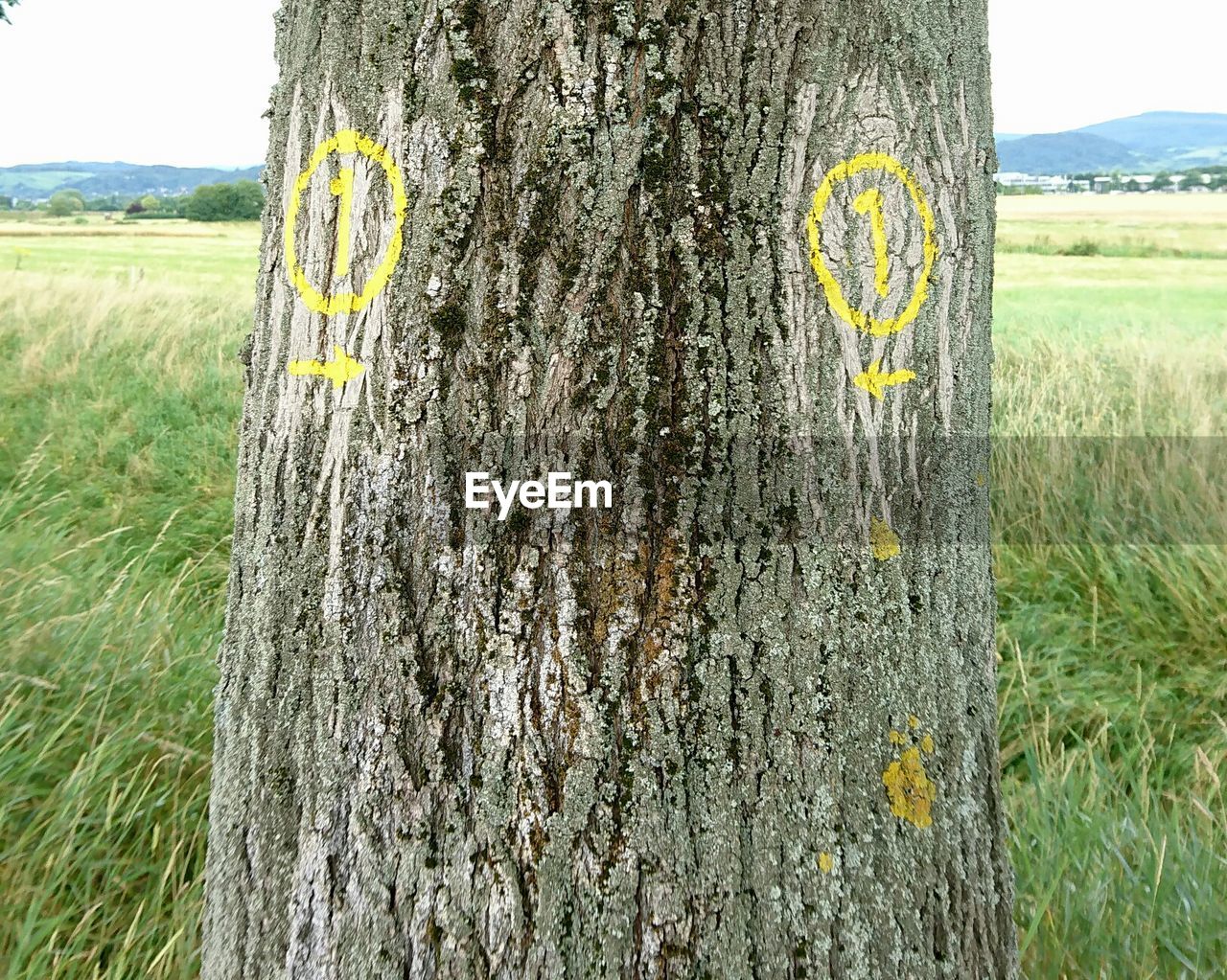 Markings on tree trunk on grassy field