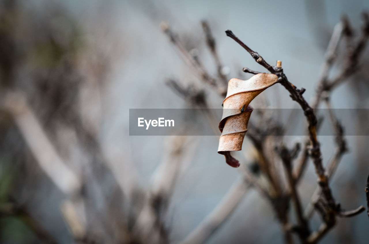 Close-up of dry leaf on branch.