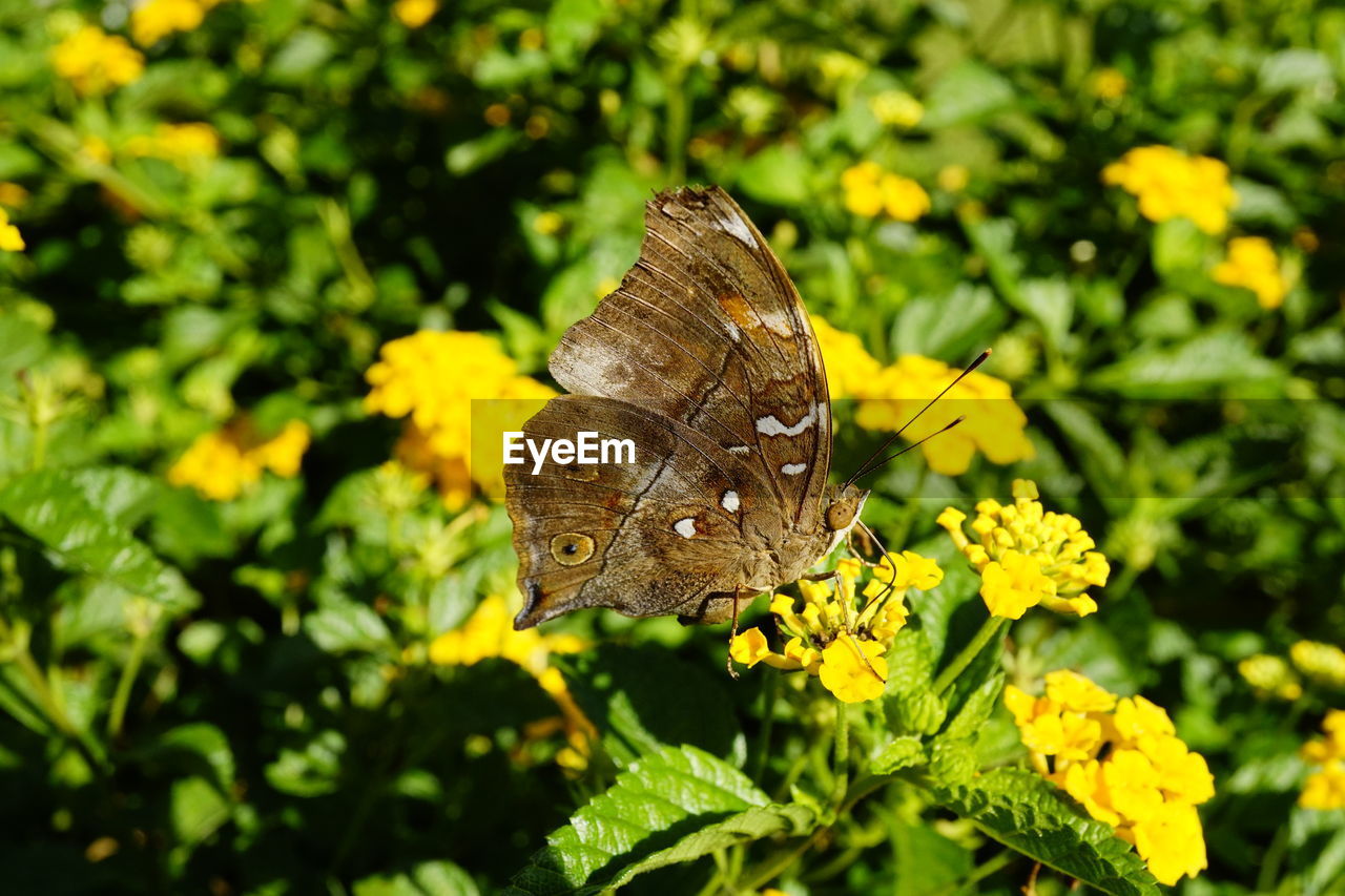 CLOSE-UP OF BUTTERFLY POLLINATING FLOWER