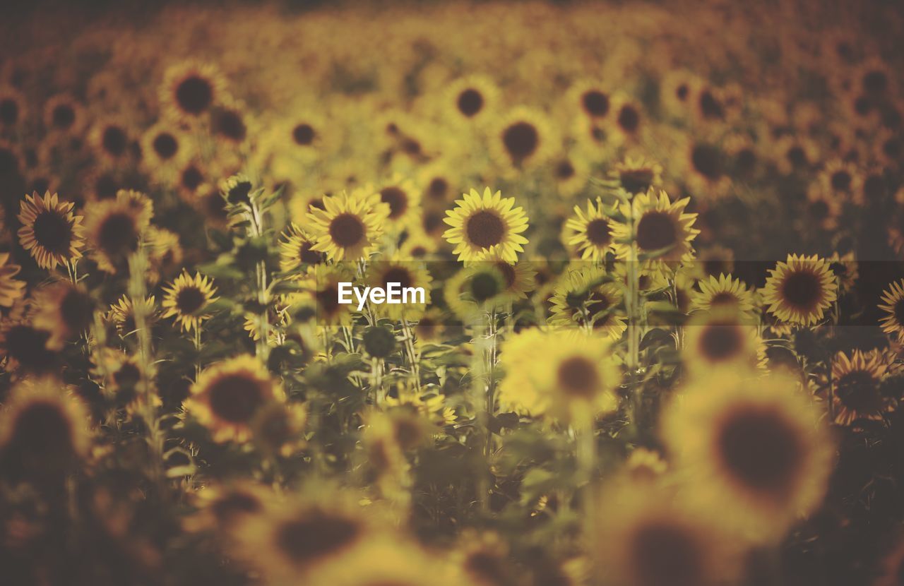 Close-up of sunflowers growing in field