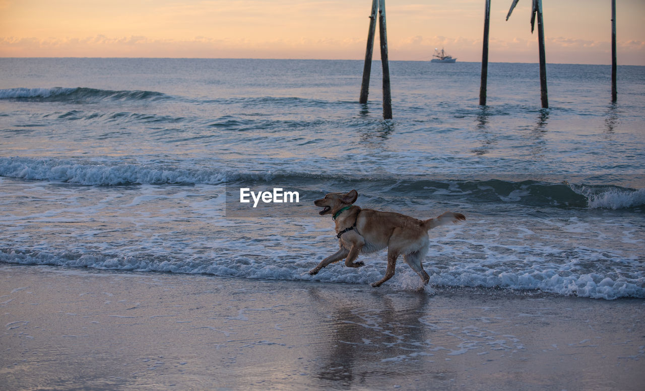 DOG STANDING ON BEACH