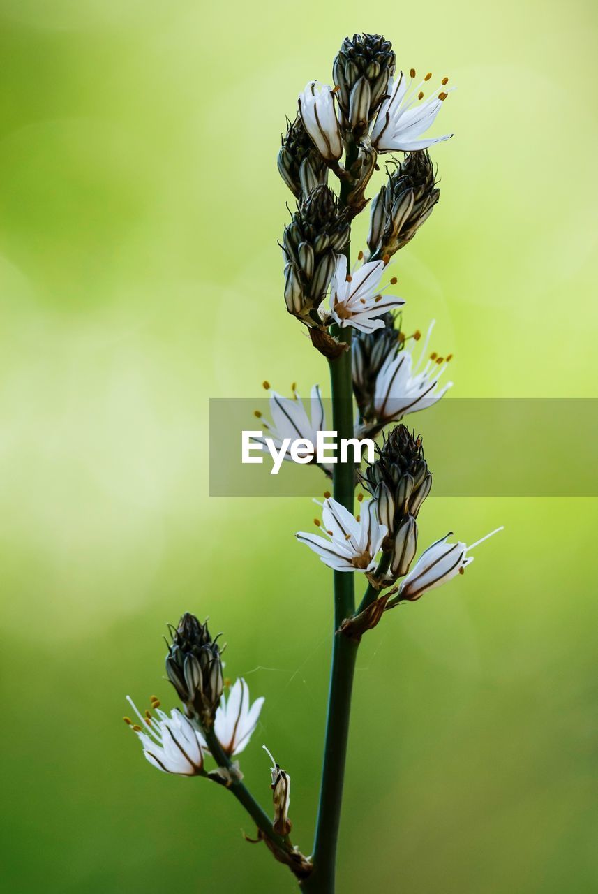 Close-up of affodil plant