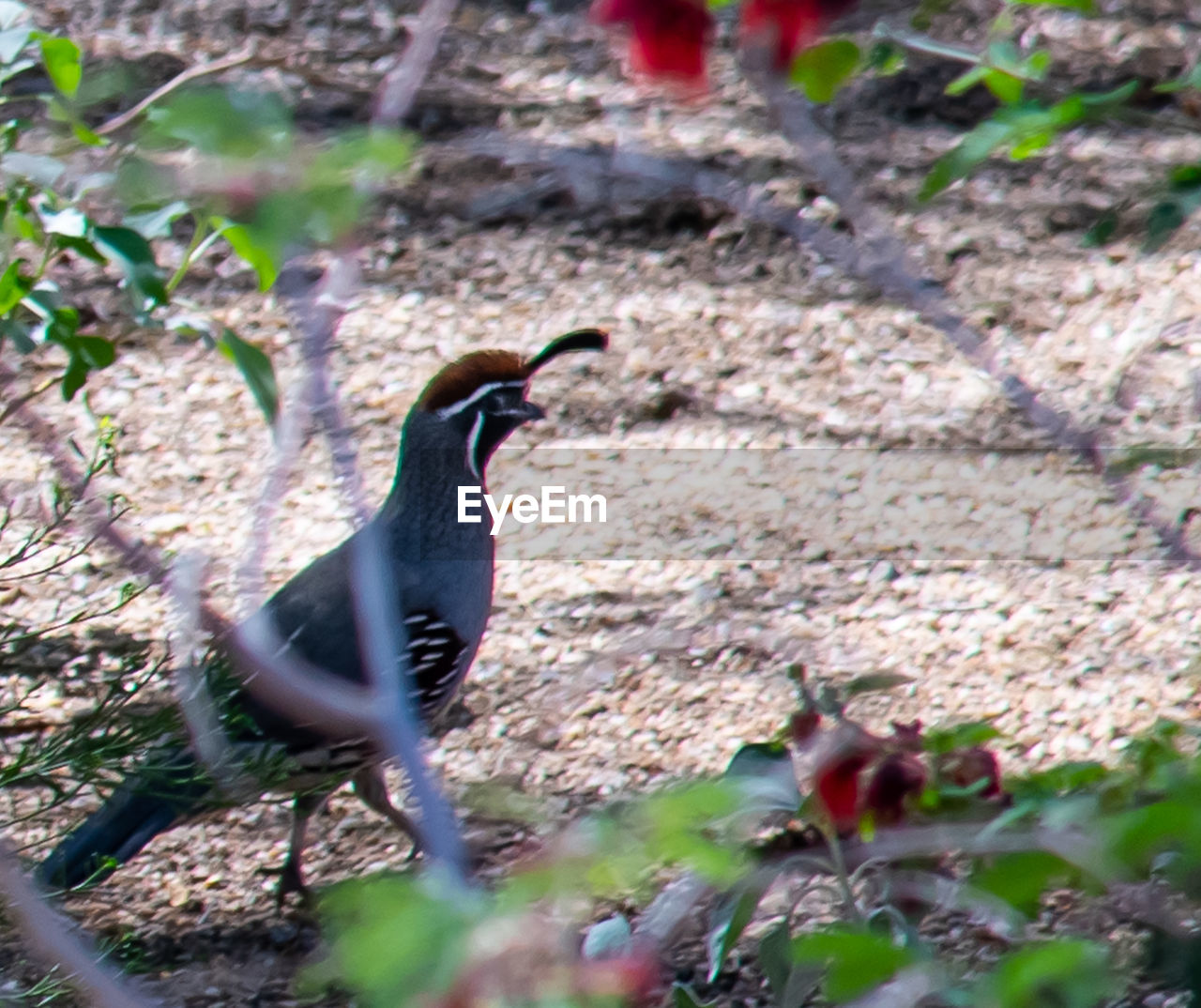 CLOSE-UP OF BIRD PERCHING ON FIELD
