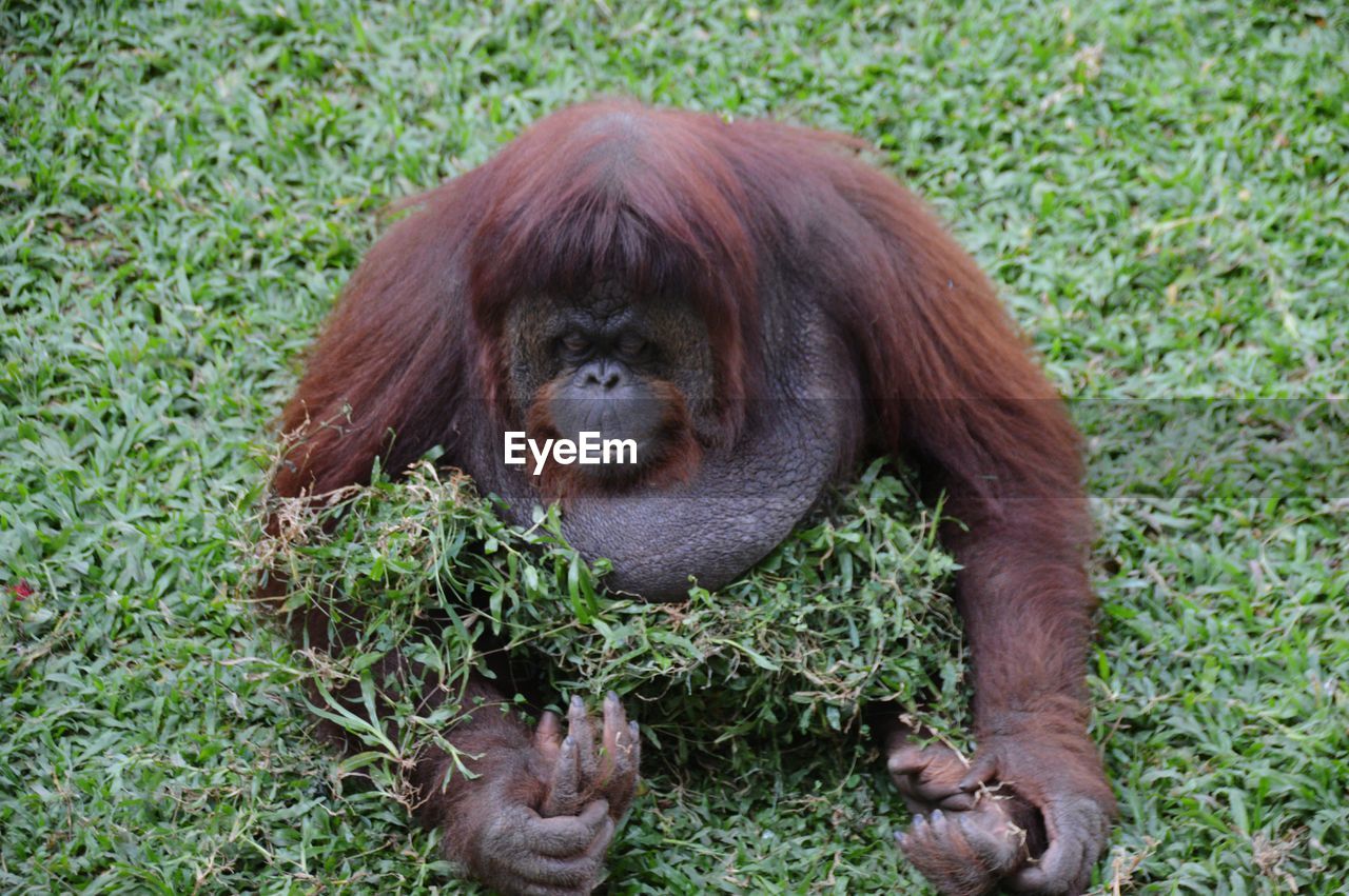 High angle view of orangutan on plant