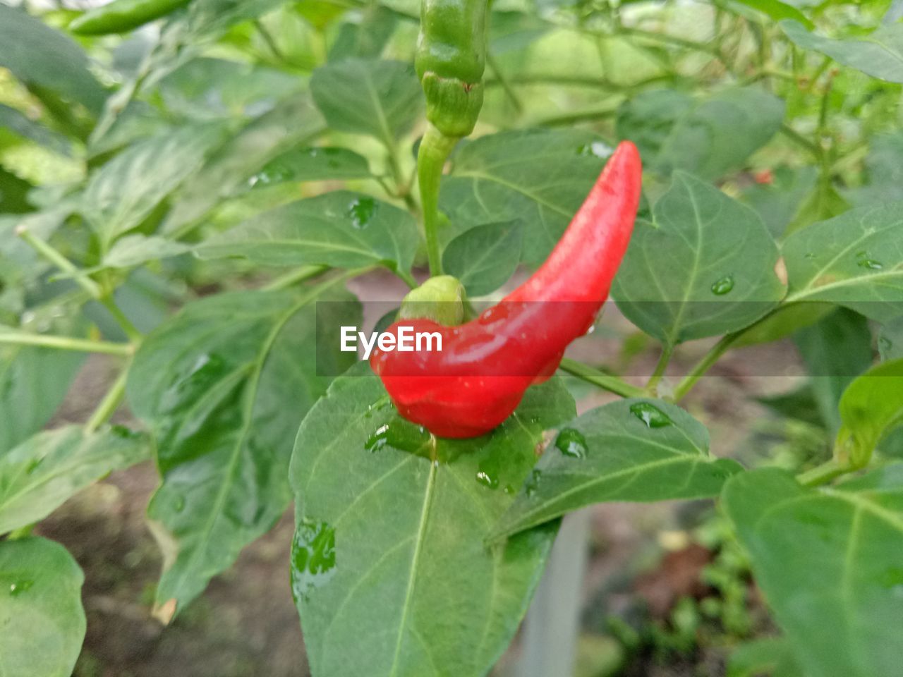 CLOSE-UP OF RED CHILI PEPPER ON LEAF