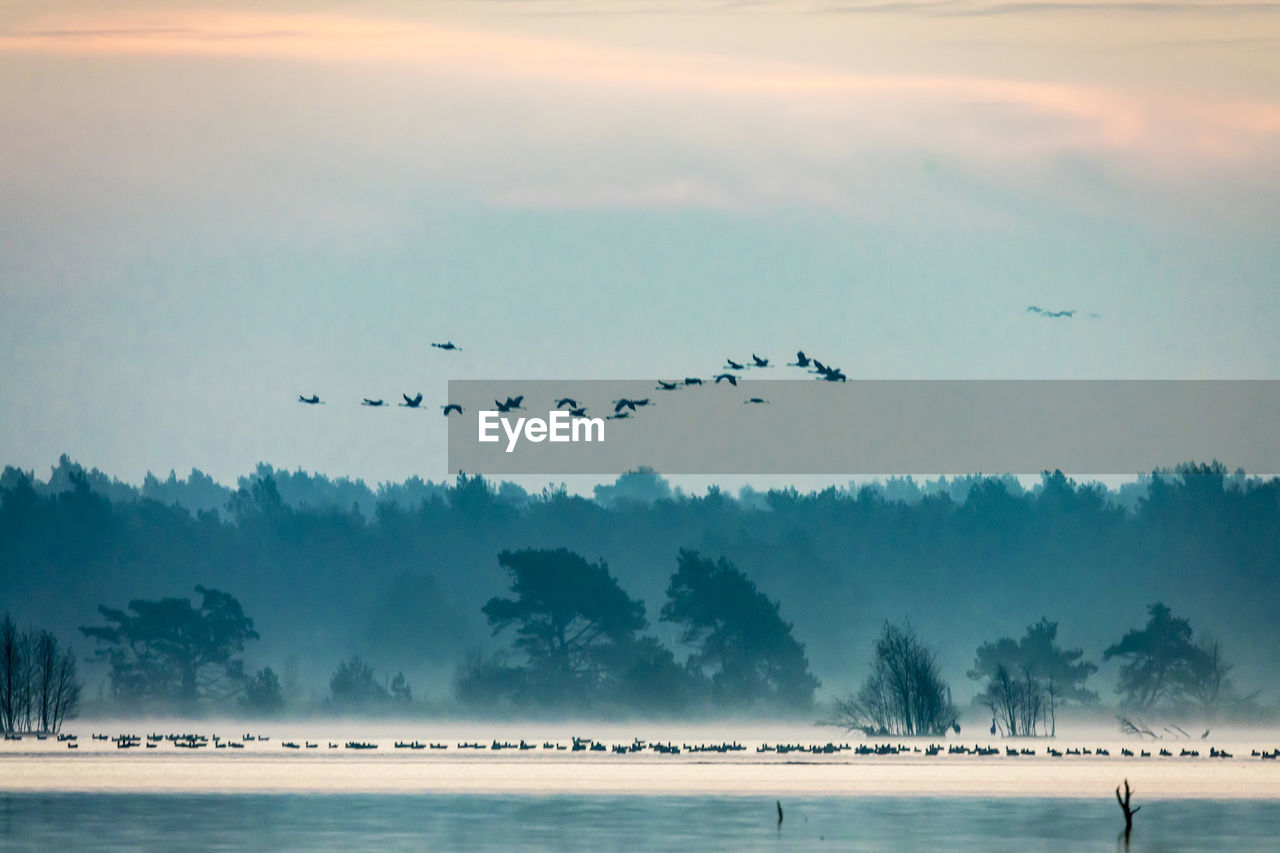 SILHOUETTE BIRDS FLYING OVER SEA AGAINST SKY