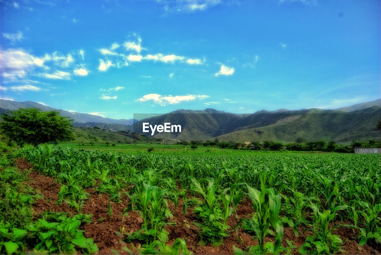 SCENIC VIEW OF MOUNTAINS