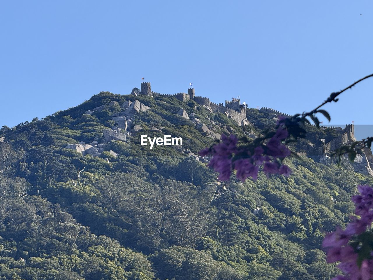 mountain, mountain range, plant, sky, nature, beauty in nature, tree, flower, clear sky, land, no people, scenics - nature, blue, environment, landscape, day, outdoors, ridge, wilderness, flowering plant, travel destinations, growth, tranquility, architecture, pinaceae, sunny, coniferous tree, adventure, travel, low angle view, non-urban scene, pine tree