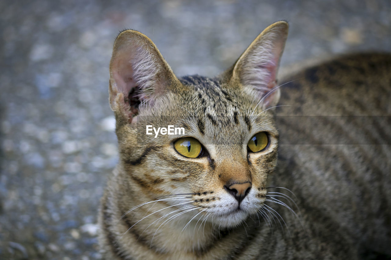 CLOSE-UP OF A CAT