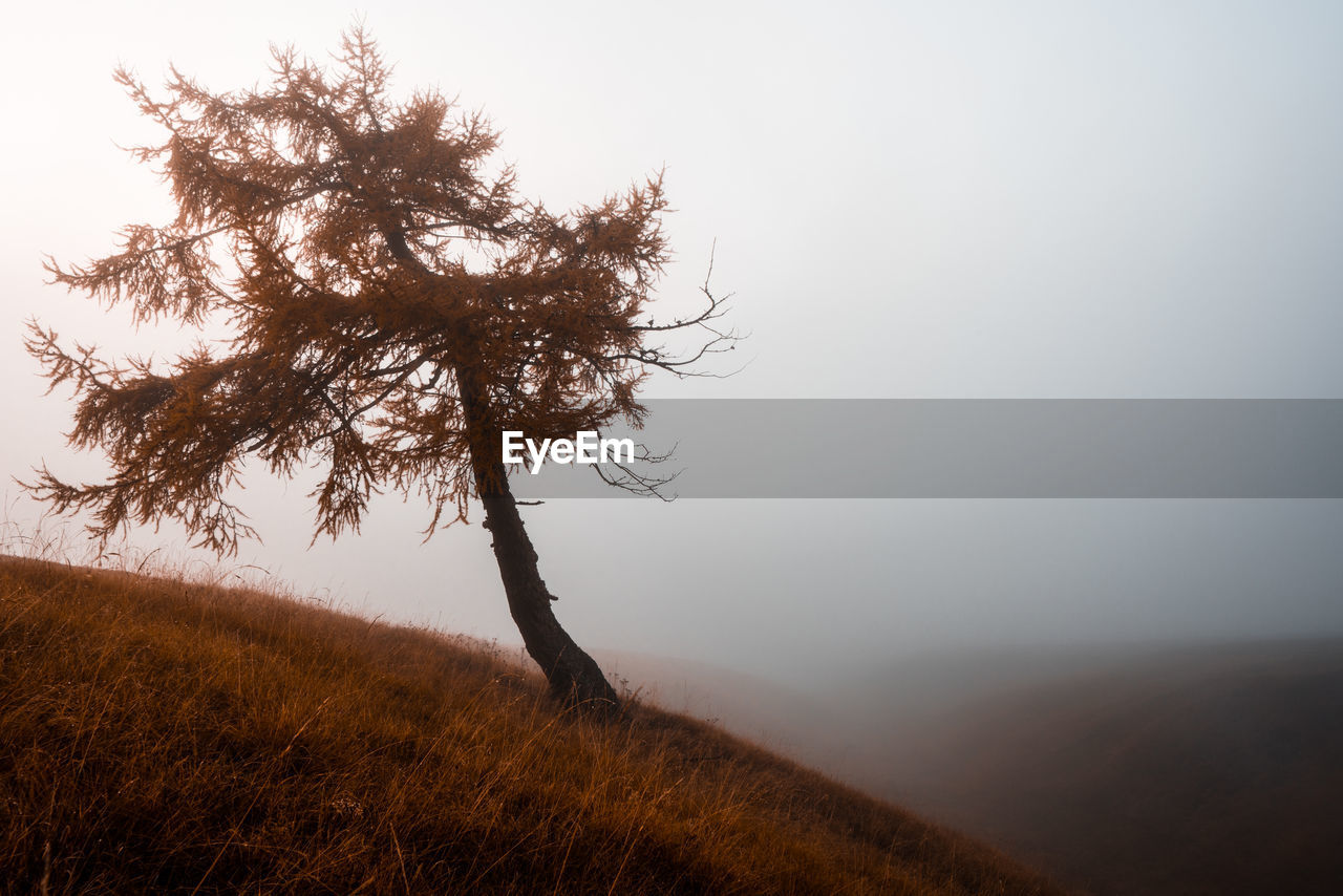 TREES ON FIELD AGAINST SKY DURING FOGGY WEATHER