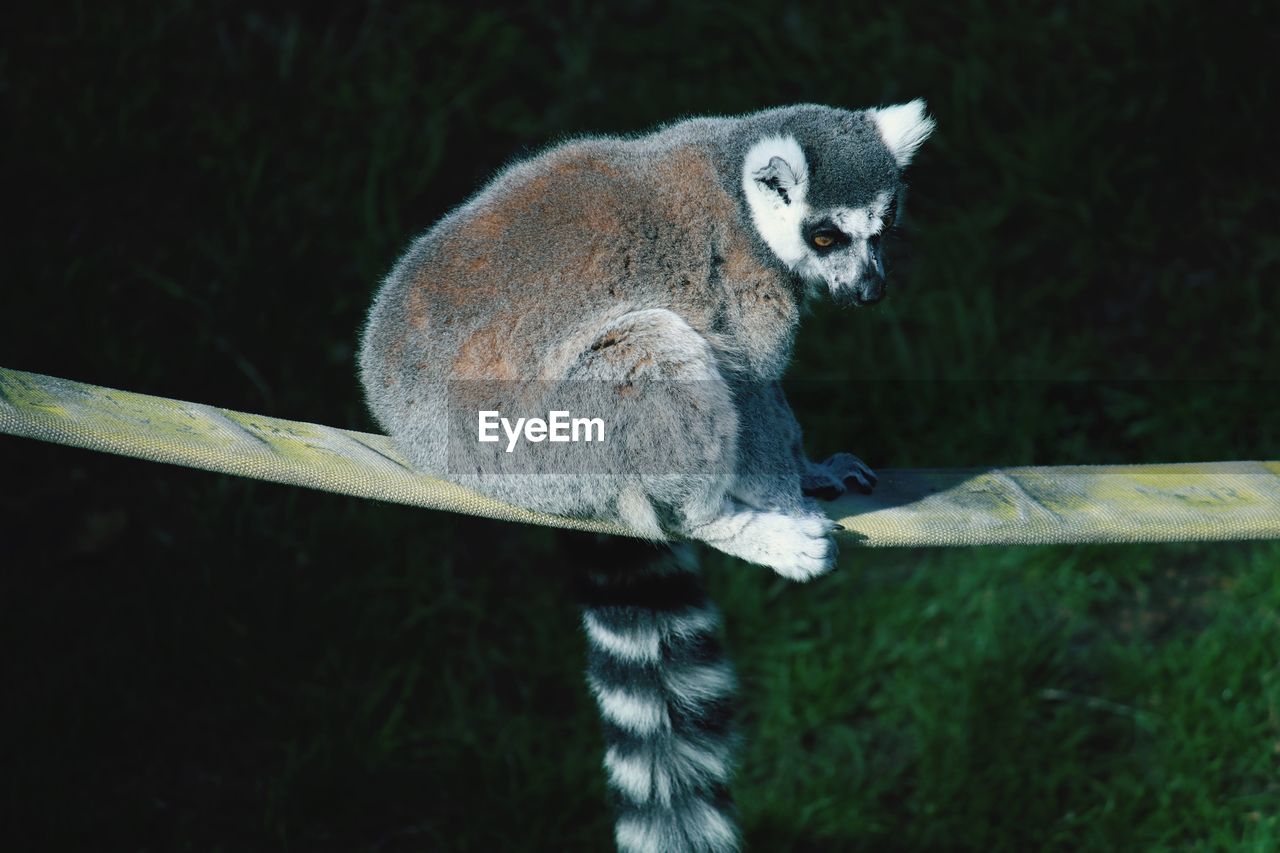 Ring-tailed lemur on railing over field