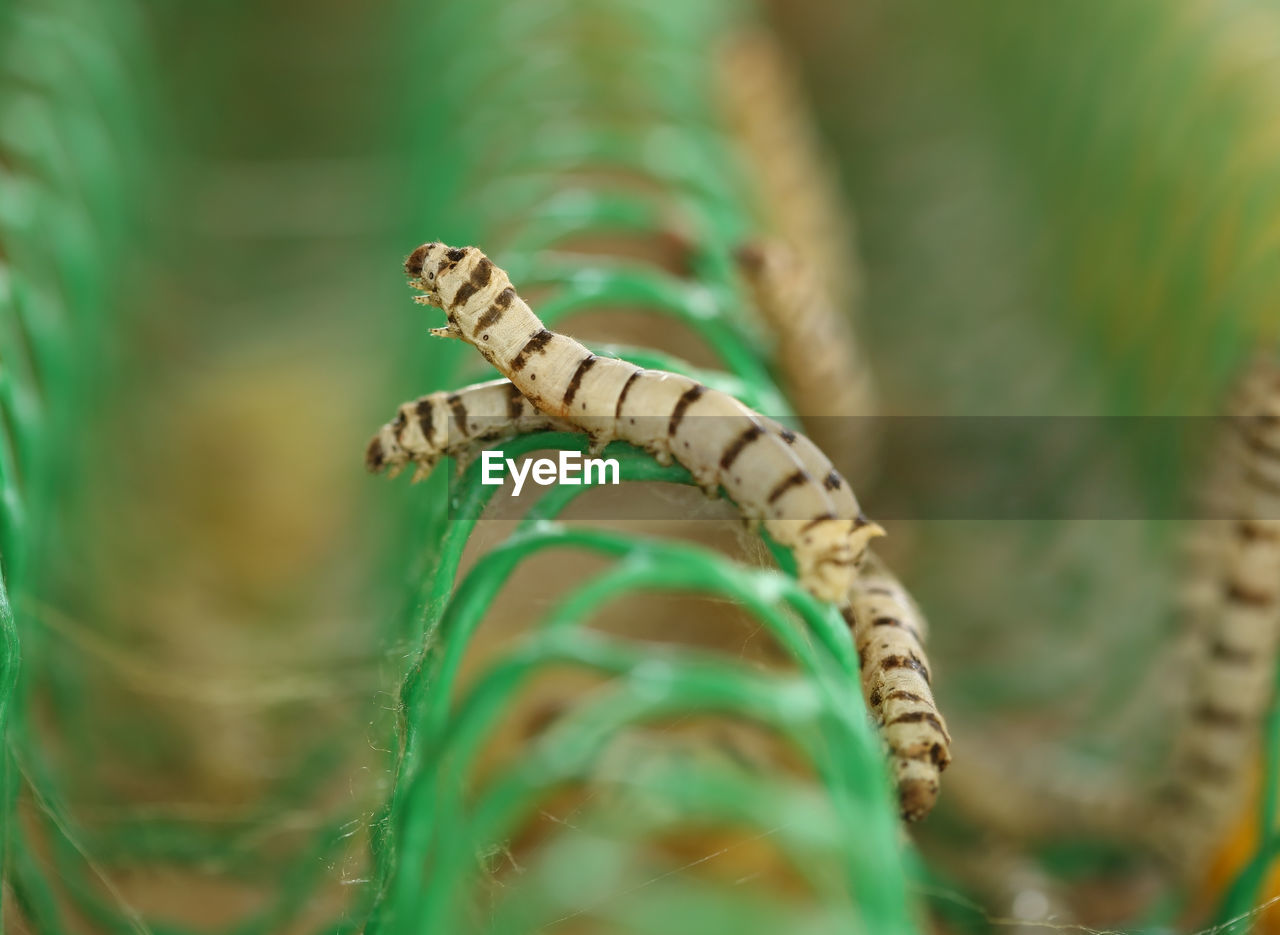 High angle view of silkworms on chainlink fence