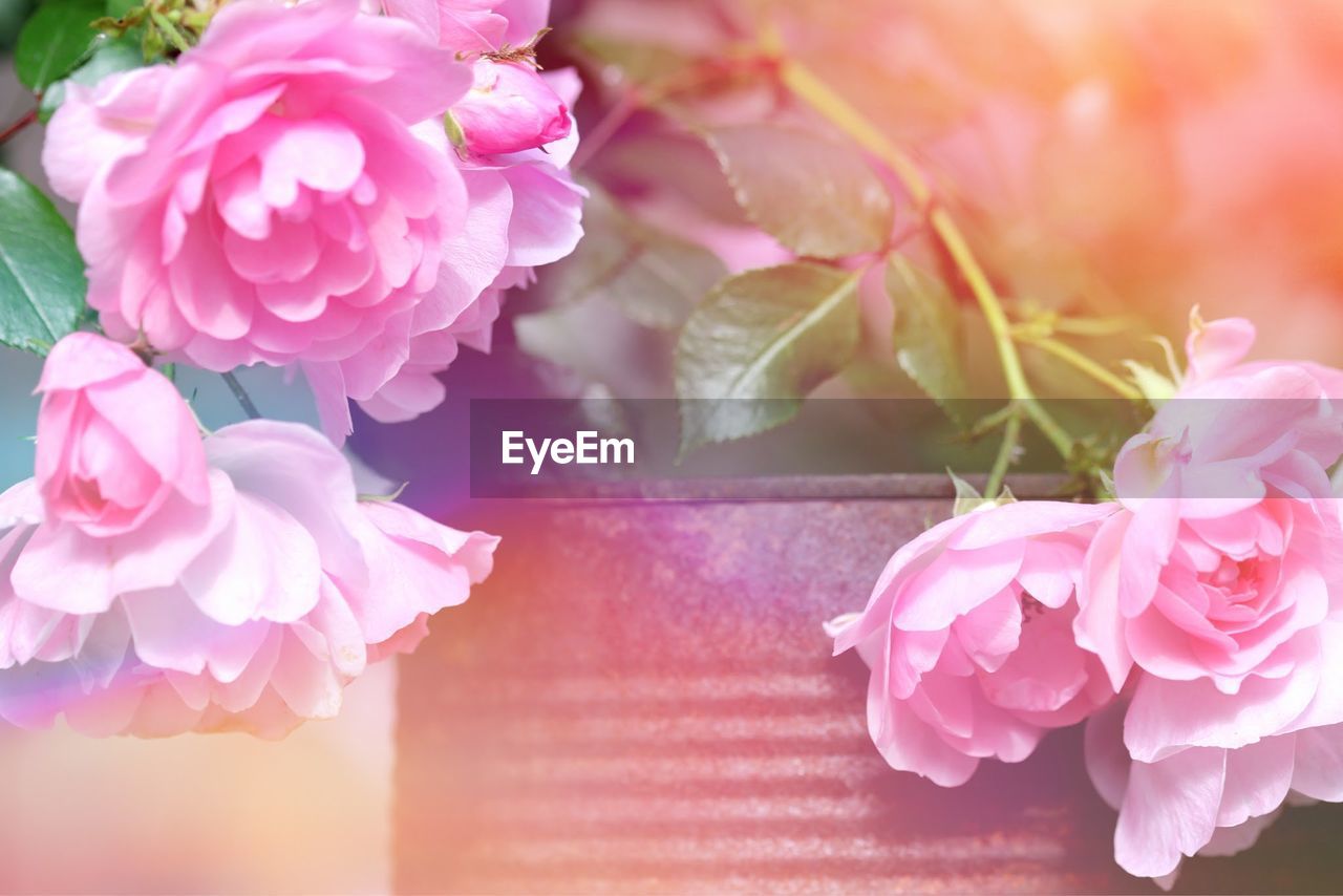 Close-up of pink flowers