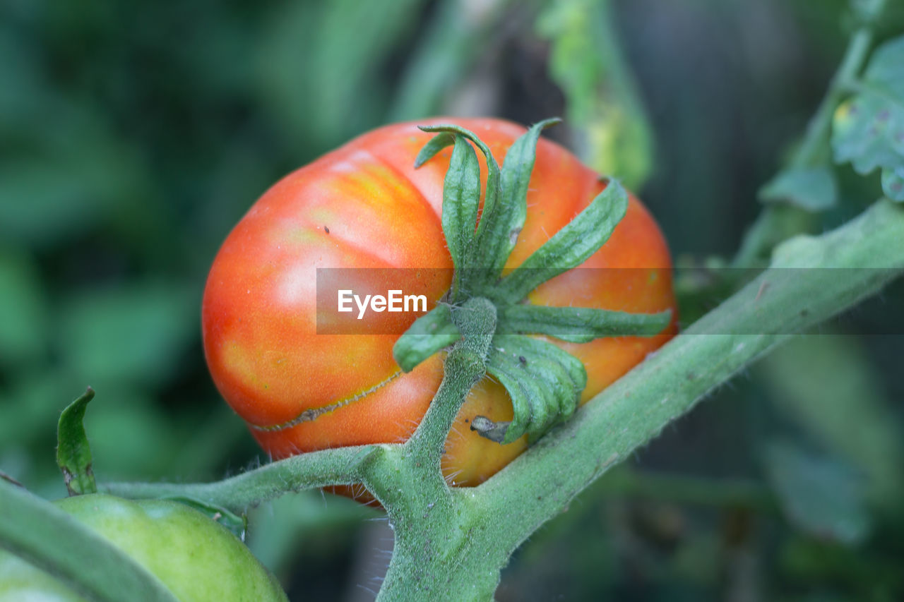 CLOSE-UP OF FRESH ORANGE FRUIT ON PLANT