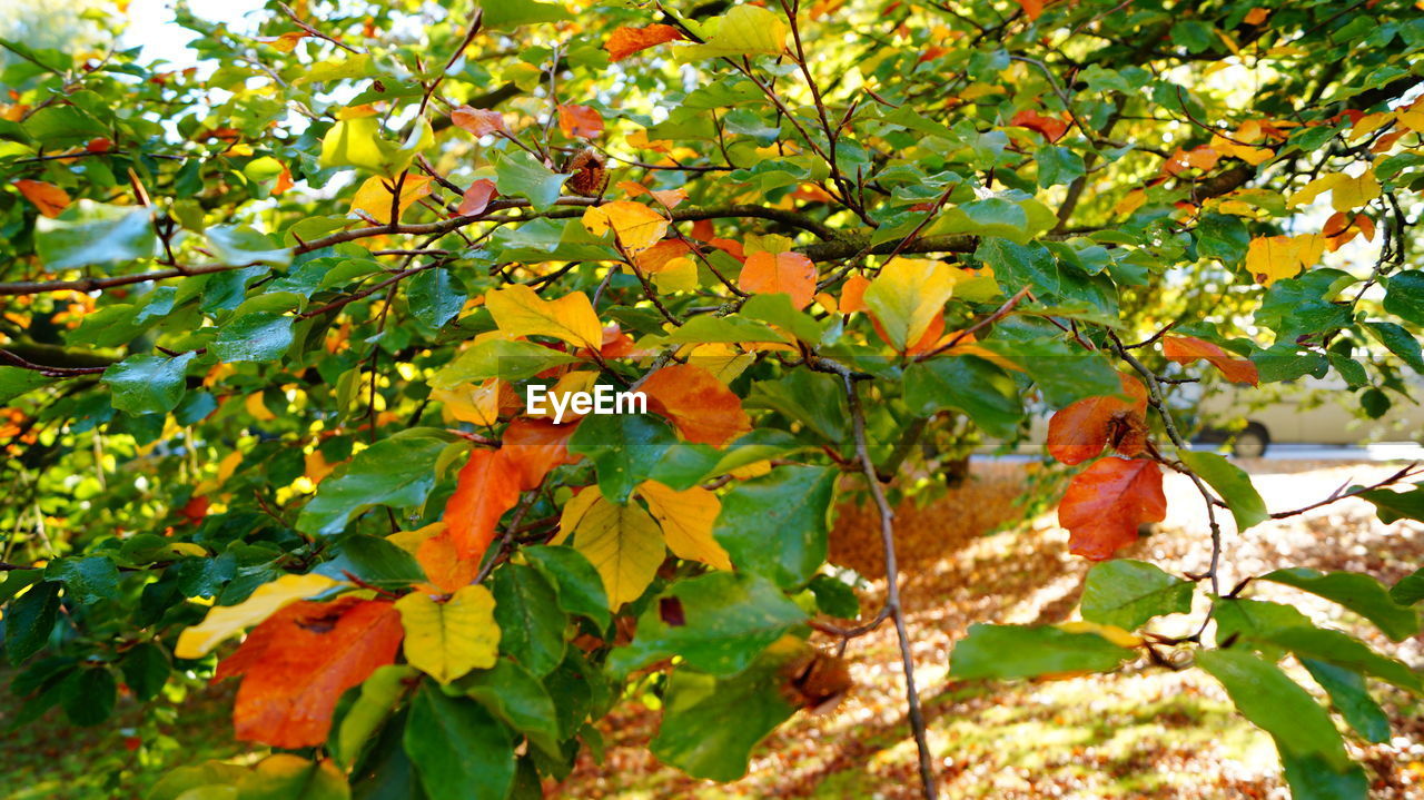 CLOSE-UP OF ORANGE FLOWERS ON TREE BRANCH