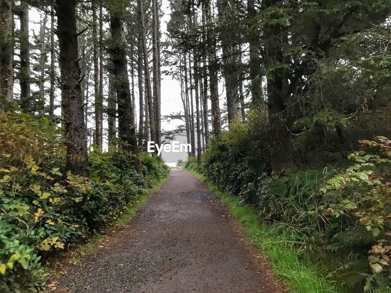 ROAD AMIDST PLANTS IN FOREST