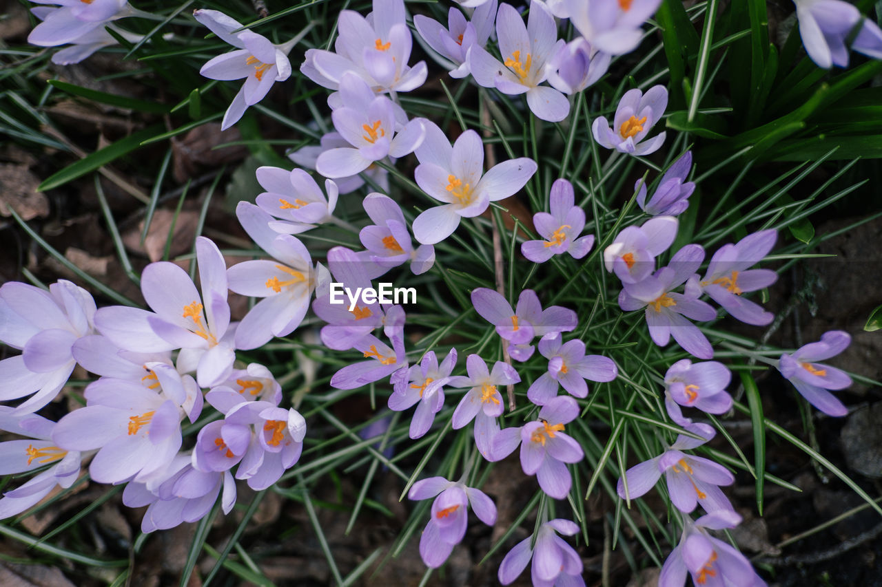 High angle view of purple flowering plants on field