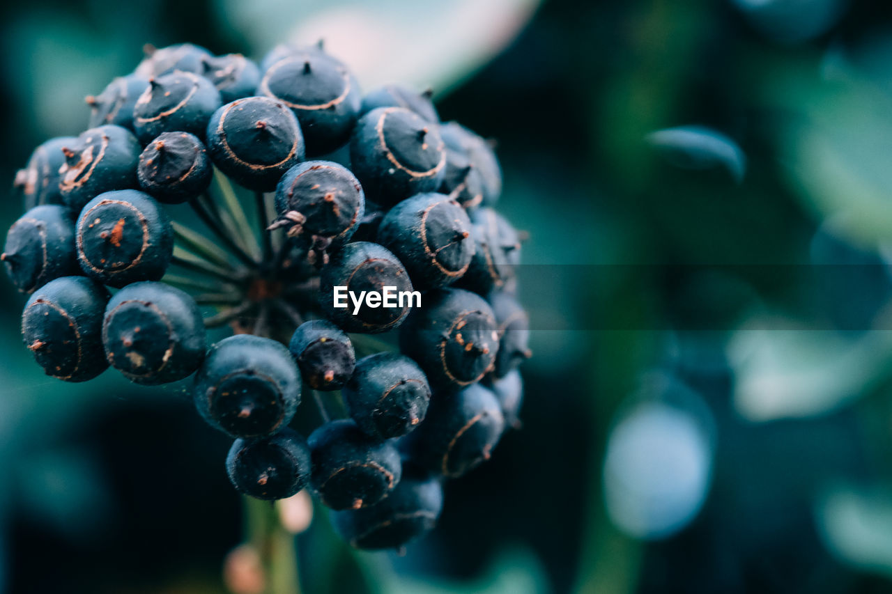 Close-up of berry fruits