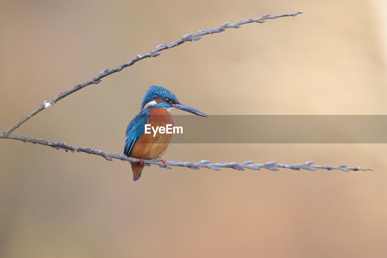 bird, animal themes, animal, animal wildlife, wildlife, one animal, branch, perching, kingfisher, bee eater, nature, no people, beak, beauty in nature, close-up, twig, blue, focus on foreground, outdoors, songbird, wire, wing, tree, full length, animal body part, day