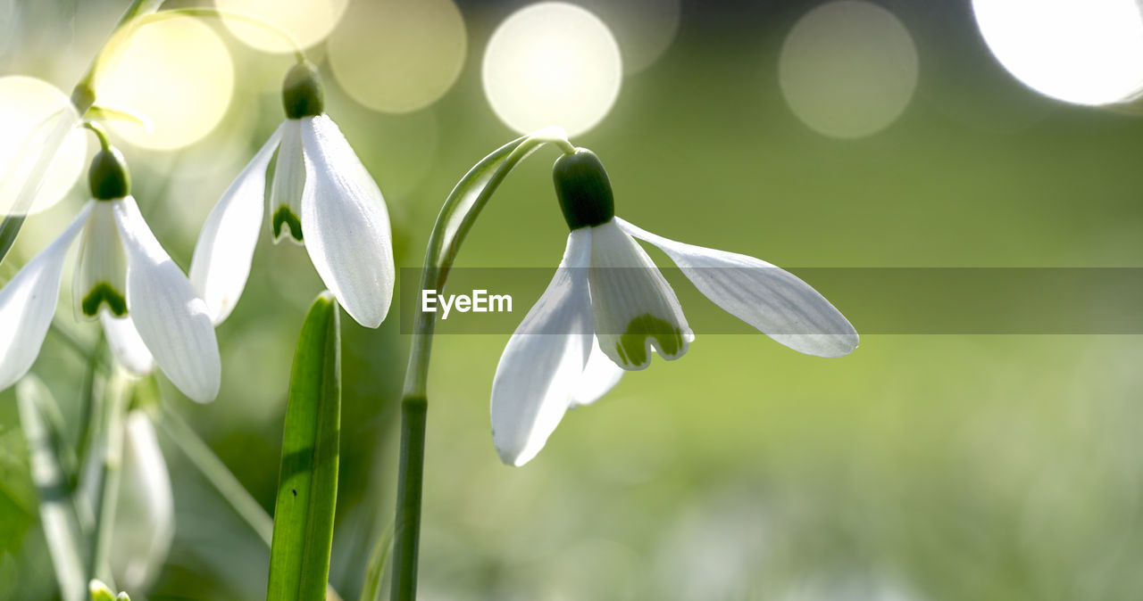 Close-up of white flowers blooming outdoors