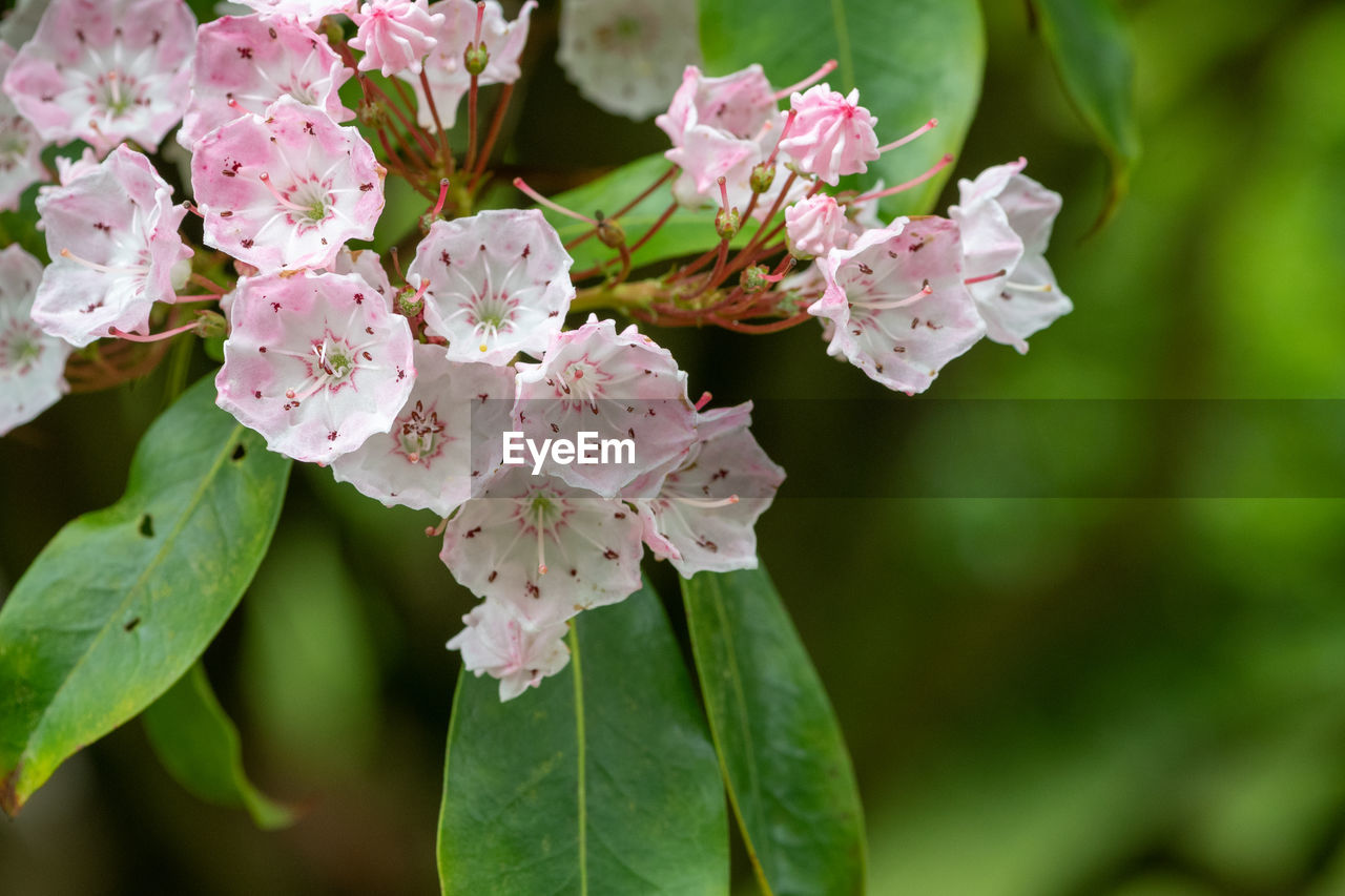 Close up of flowers on a mountain laurel tree