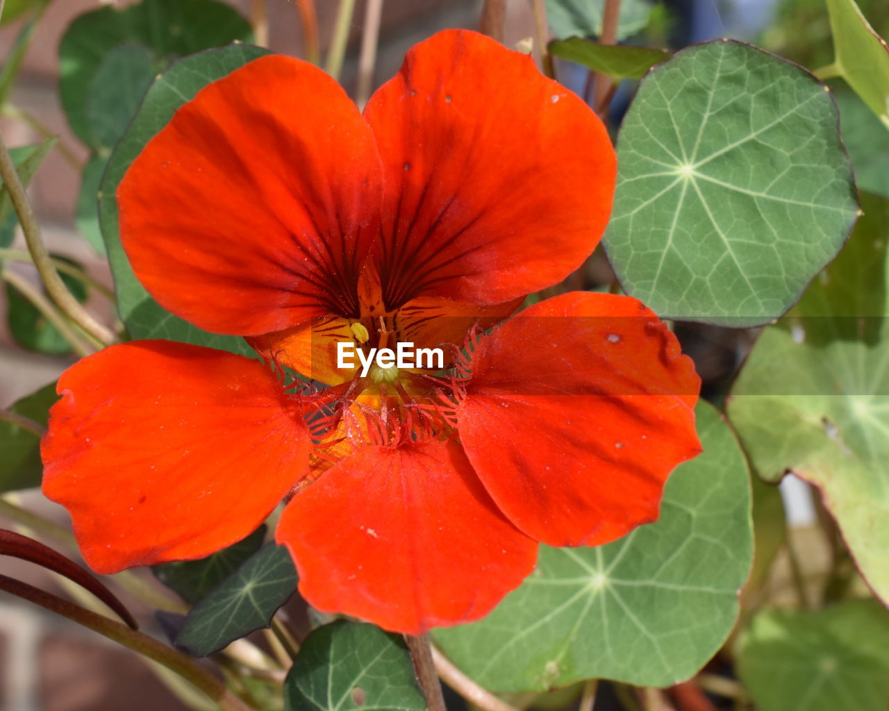 CLOSE-UP OF RED FLOWERS IN GARDEN