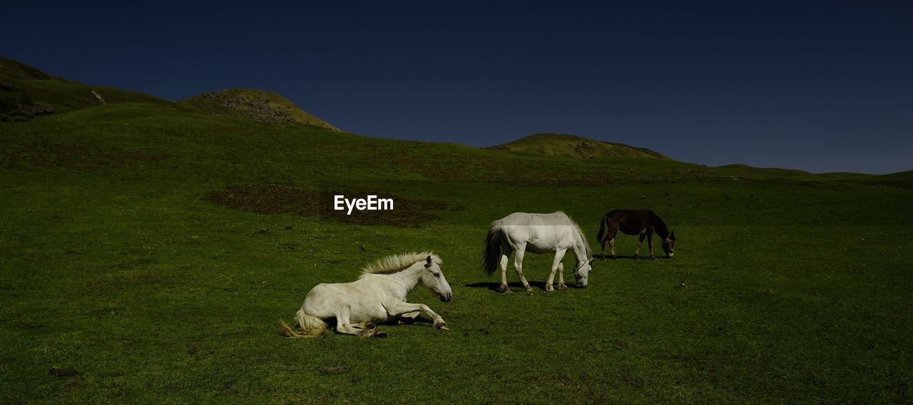 HORSES GRAZING IN THE FIELD