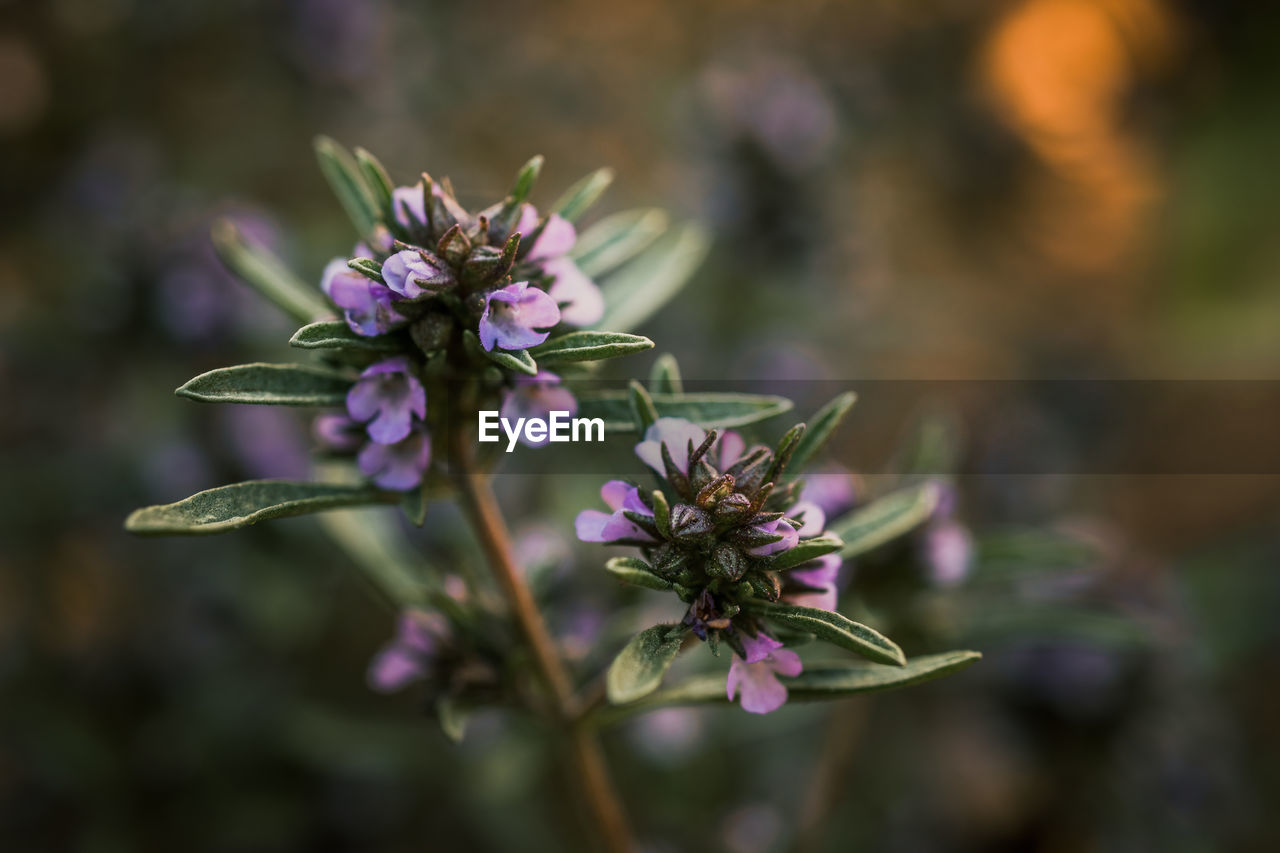 Close-up of purple flowering plant