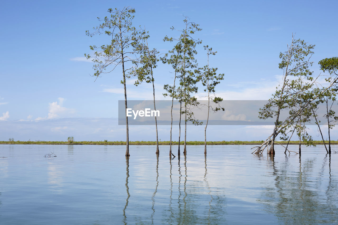 Beautiful landscape of trees in the river and cloudy sky