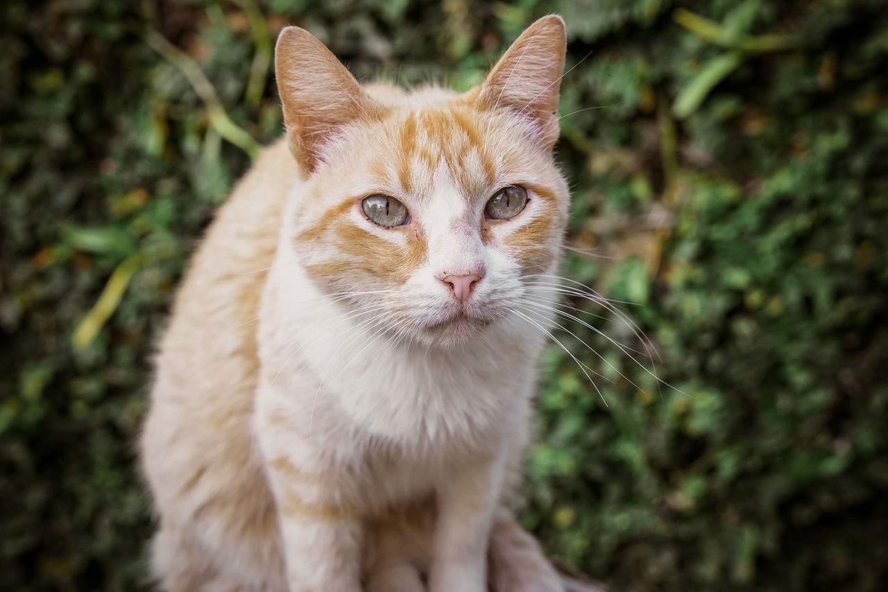 CLOSE-UP PORTRAIT OF CAT STANDING AGAINST BLURRED BACKGROUND