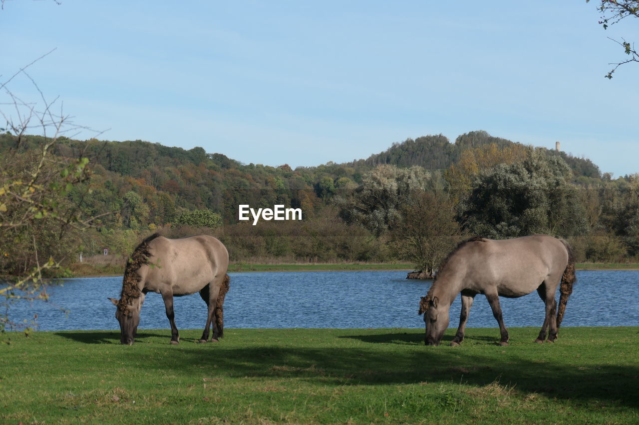 HORSES GRAZING IN THE FIELD