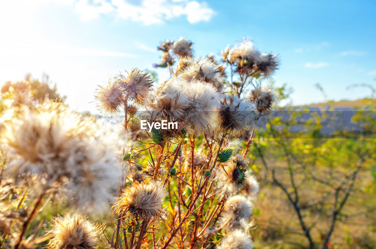 plant, nature, sky, flower, beauty in nature, grass, growth, flowering plant, field, landscape, land, environment, freshness, sunlight, cloud, no people, prairie, autumn, focus on foreground, tranquility, wildflower, day, tree, outdoors, scenics - nature, close-up, meadow, rural scene, springtime, blossom, fragility, leaf, summer, botany, sunny, plain, blue, non-urban scene, yellow, back lit, natural environment, flower head, tranquil scene, agriculture, desert, inflorescence, selective focus