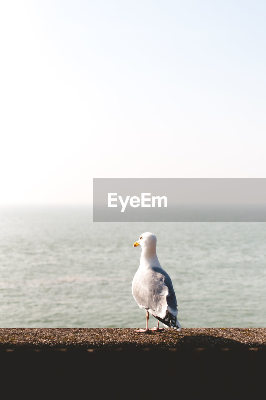 Seagull perching on retaining wall by sea against clear sky