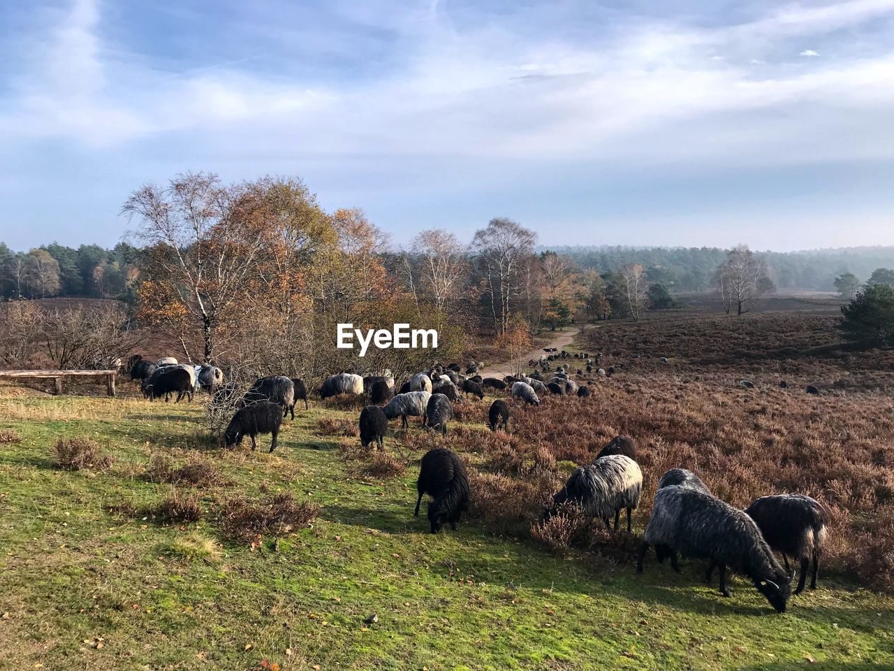 Flock of sheep in a field