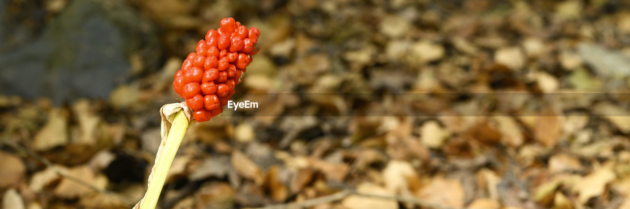 Arum plant with ripe red berries in the forest. banner