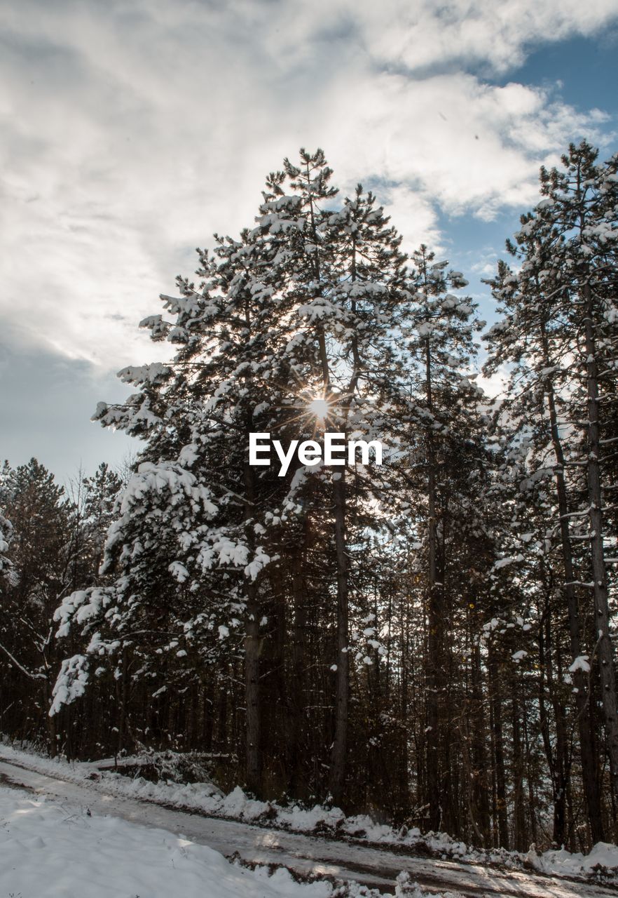 LOW ANGLE VIEW OF TREES ON SNOW COVERED LAND