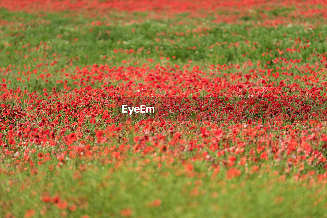 FULL FRAME SHOT OF RED FLOWERING PLANTS ON LAND