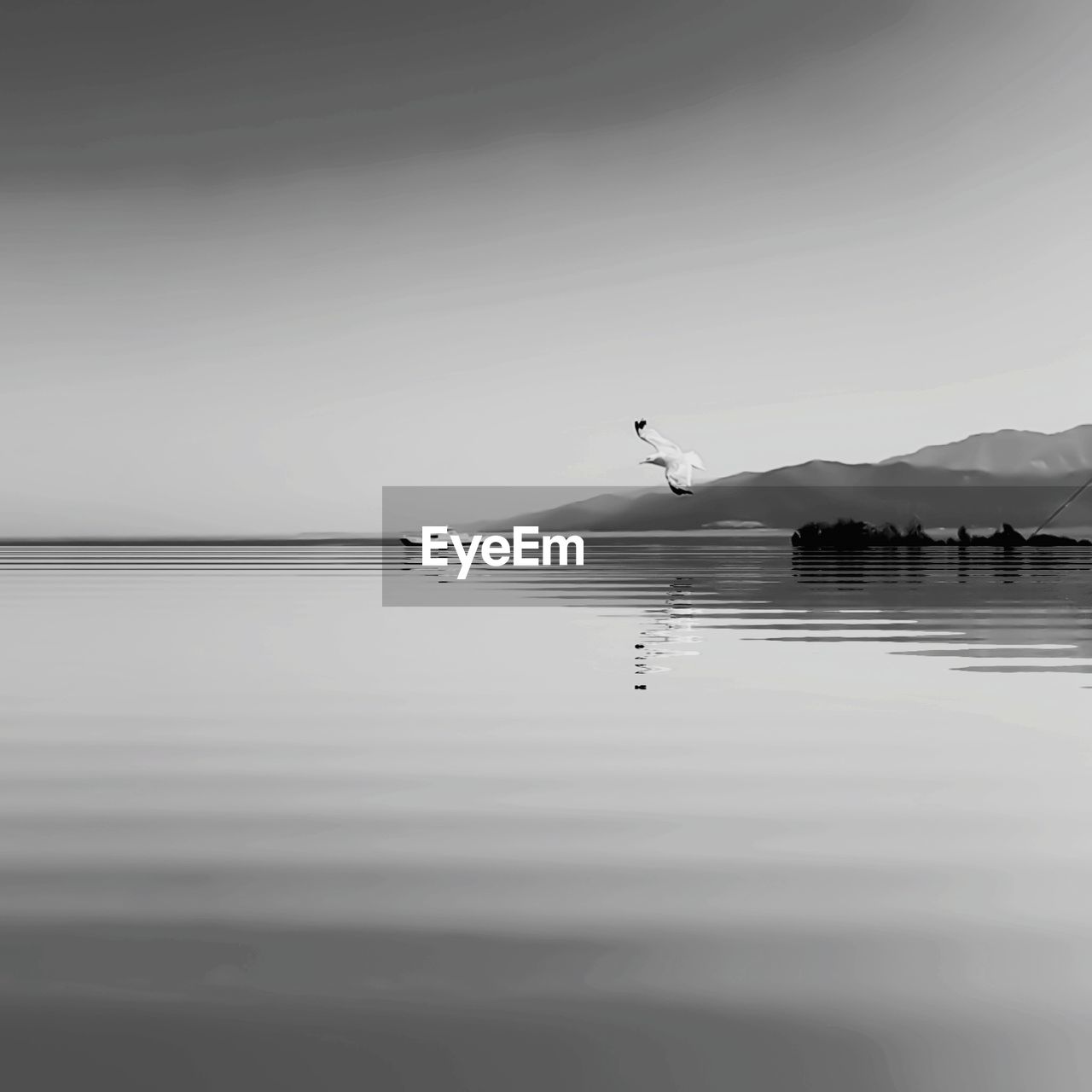 VIEW OF BIRDS ON SEA SHORE