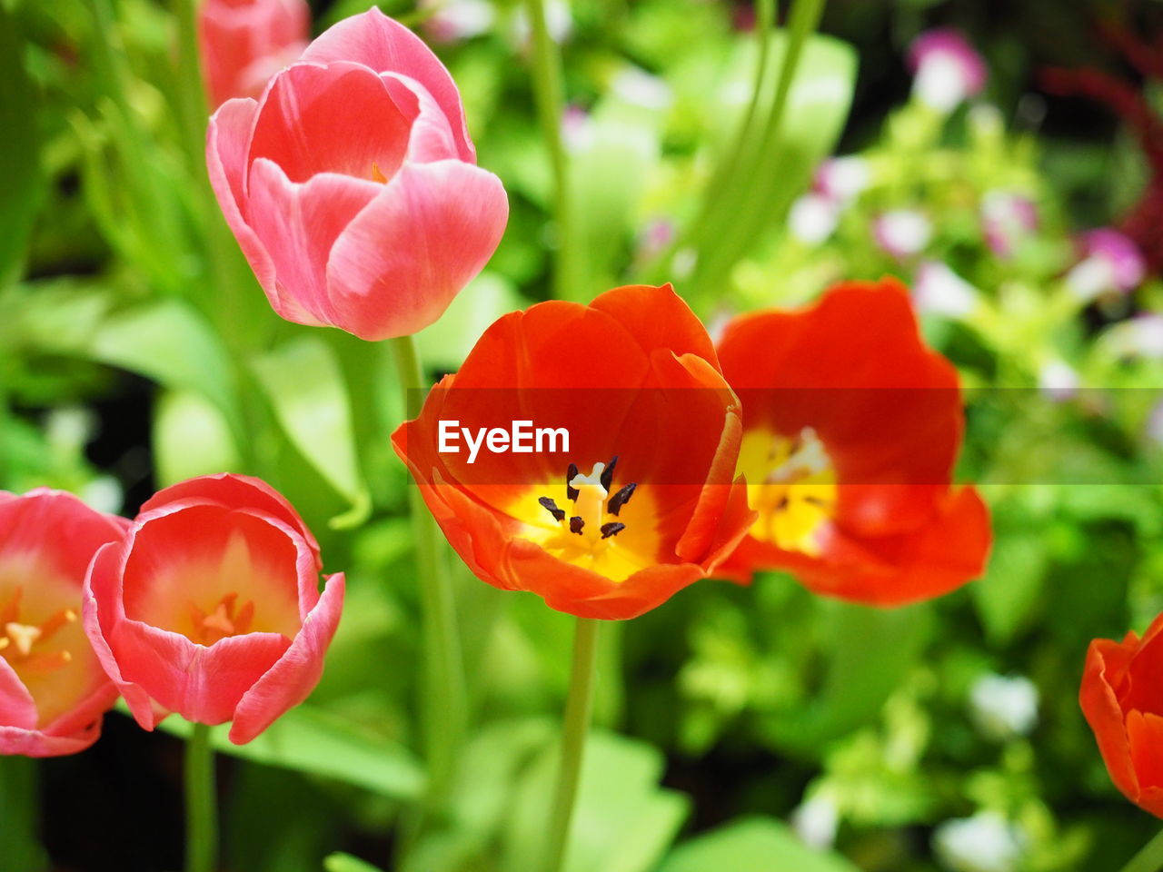 flower, flowering plant, plant, beauty in nature, freshness, nature, petal, close-up, flower head, fragility, inflorescence, red, focus on foreground, tulip, growth, multi colored, no people, outdoors, plant part, springtime, leaf, botany, sunlight, vibrant color, summer, flowerbed, poppy, ornamental garden, pink, blossom, macro photography, garden, day, front or back yard, green