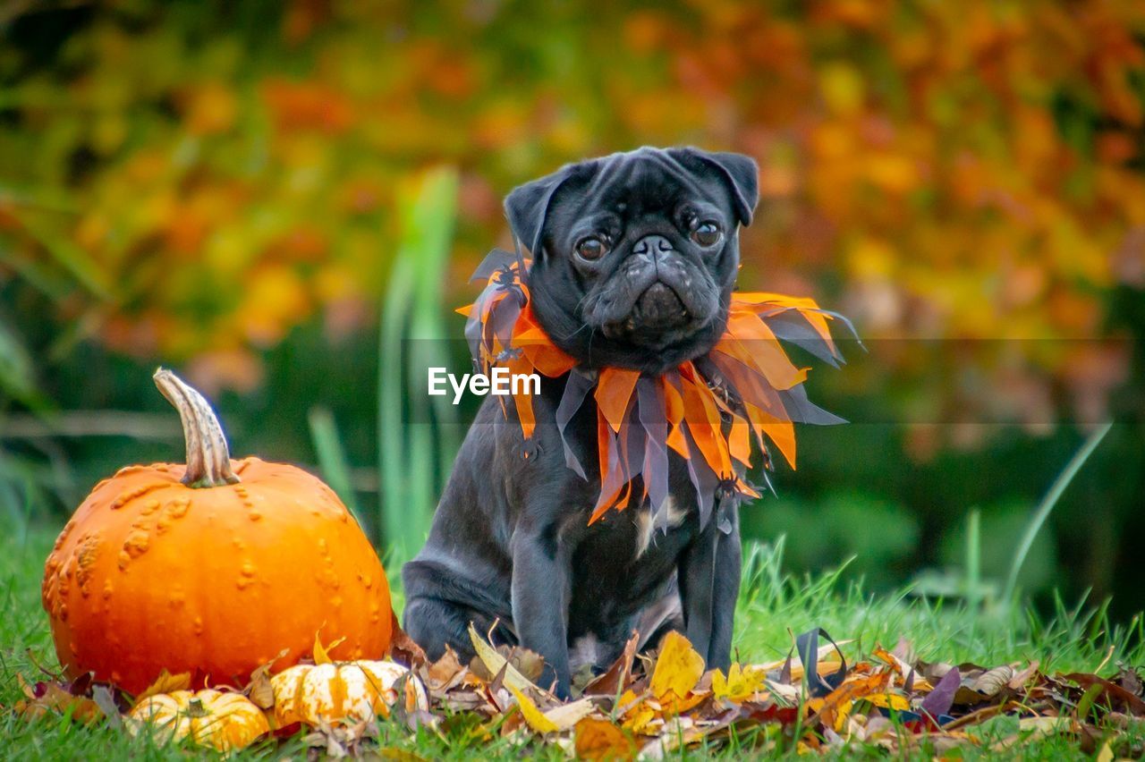 A pug with a pumpkin for halloween with autumn fall leaves