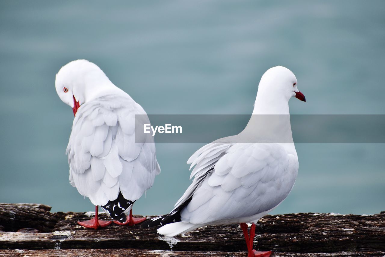 CLOSE-UP OF SEAGULL PERCHING ON A BIRD