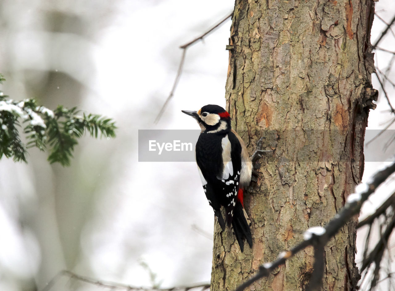 Spotted woodpecker perching on tree trunk in winter looking around