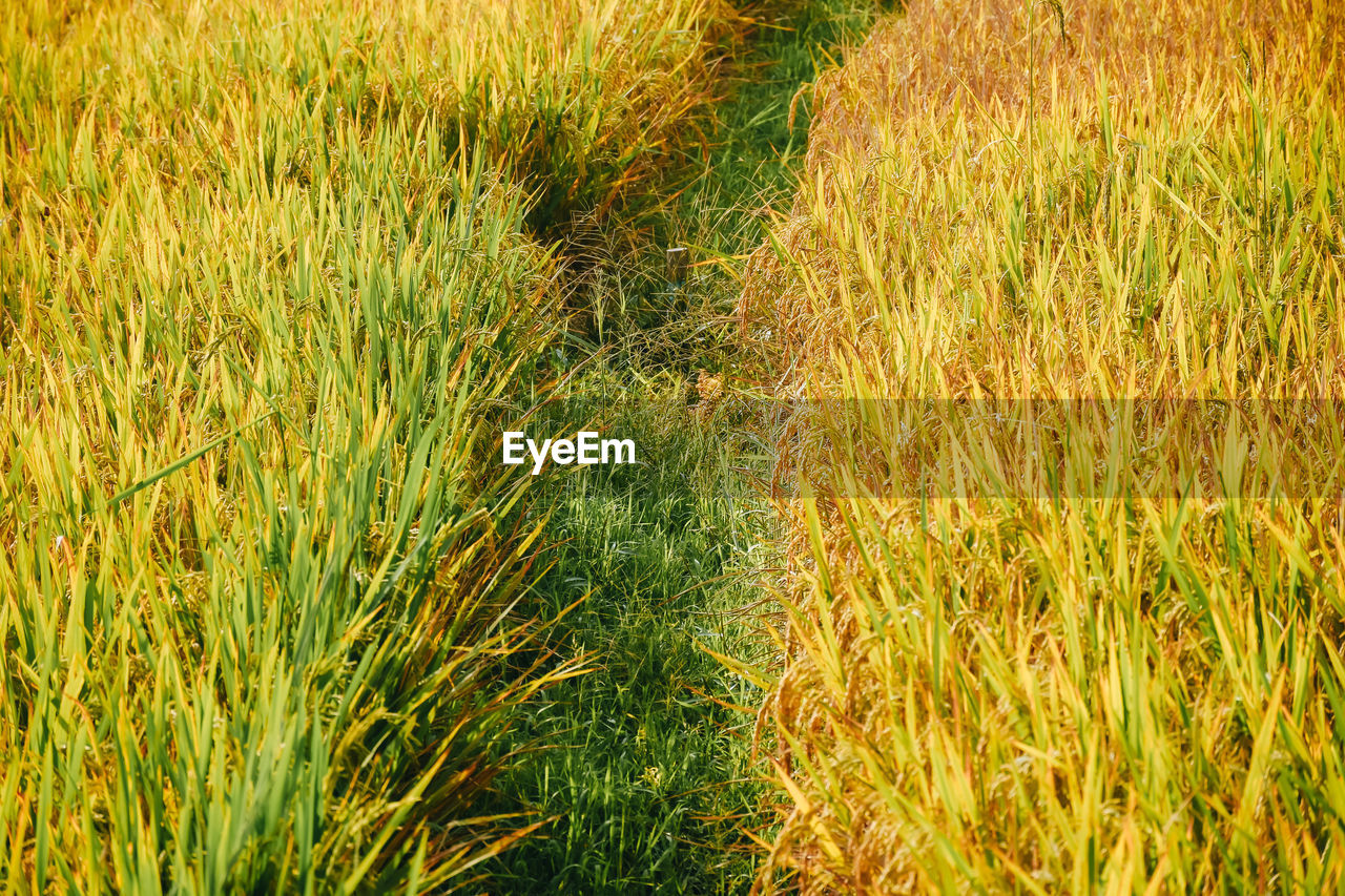 plant, growth, grass, field, land, green, grassland, nature, meadow, prairie, beauty in nature, no people, tranquility, day, full frame, backgrounds, agriculture, landscape, sunlight, lawn, outdoors, rural scene, high angle view, flower, crop, farm, tranquil scene, environment, scenics - nature