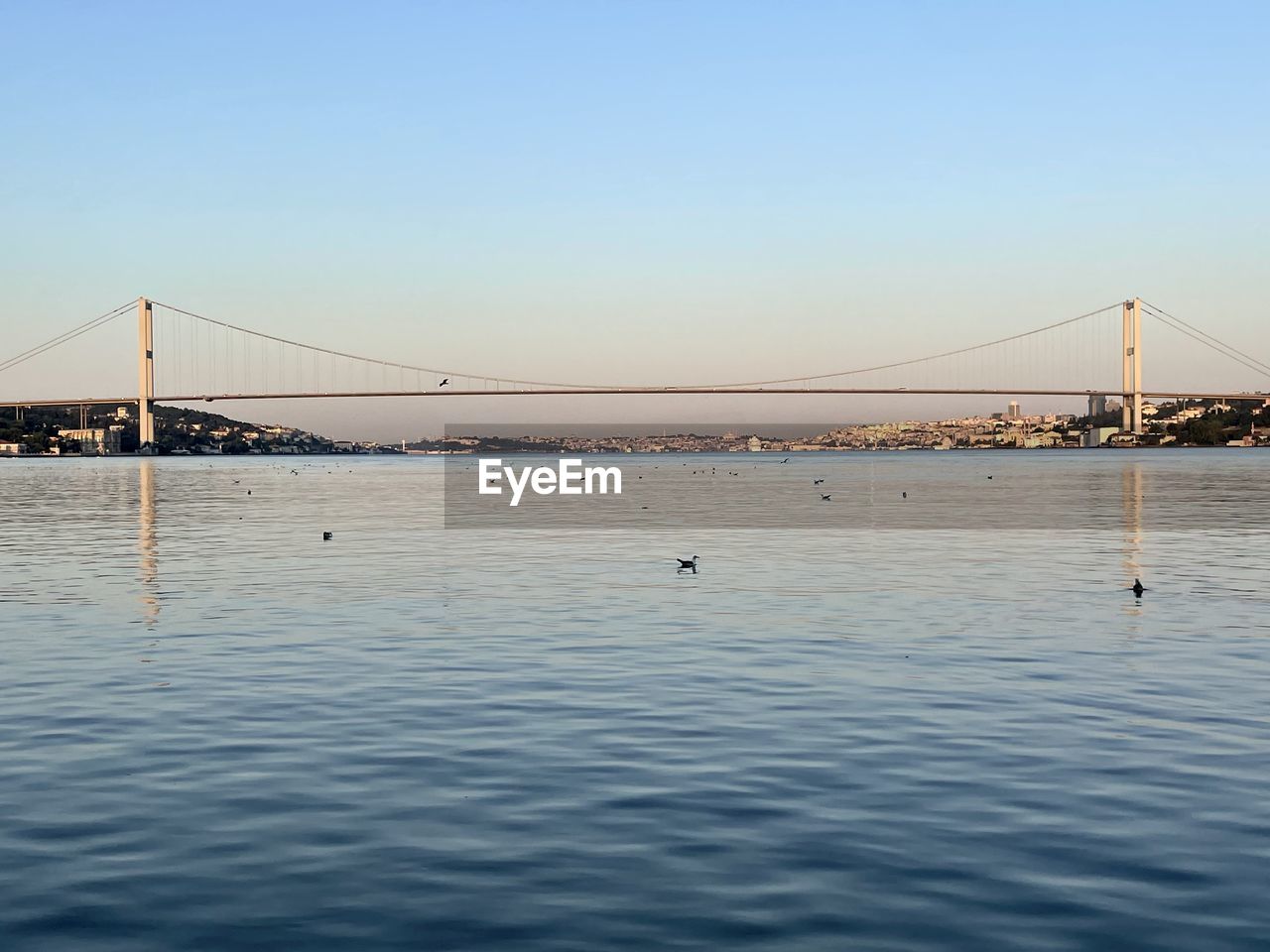 bridge, water, suspension bridge, sky, built structure, architecture, transportation, travel destinations, nature, sea, engineering, travel, copy space, tourism, clear sky, cable-stayed bridge, horizon, blue, beauty in nature, scenics - nature, tranquility, tranquil scene, shore, city, bay, bay of water, waterfront, outdoors, day, rippled, reflection, animal, dusk, animal themes, sunlight, nautical vessel, building exterior