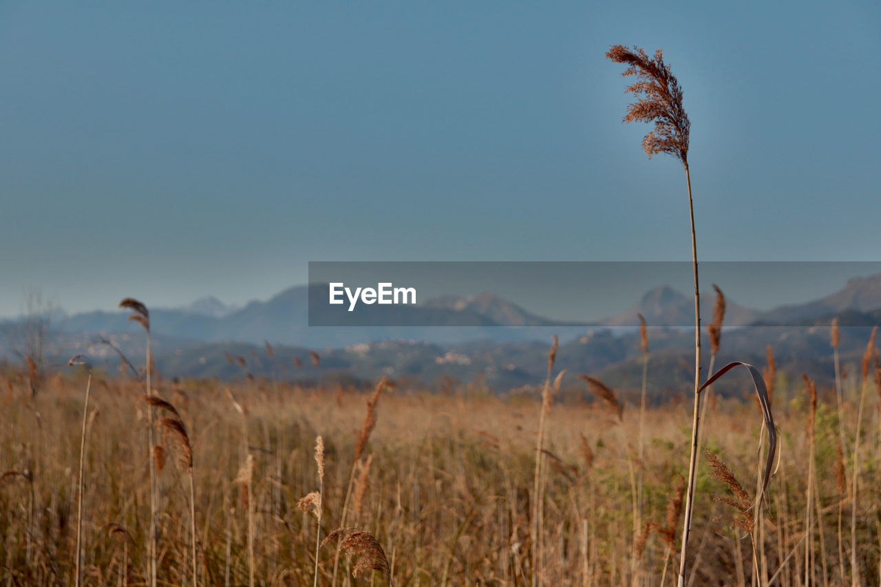 Close-up of stalks in field against sky