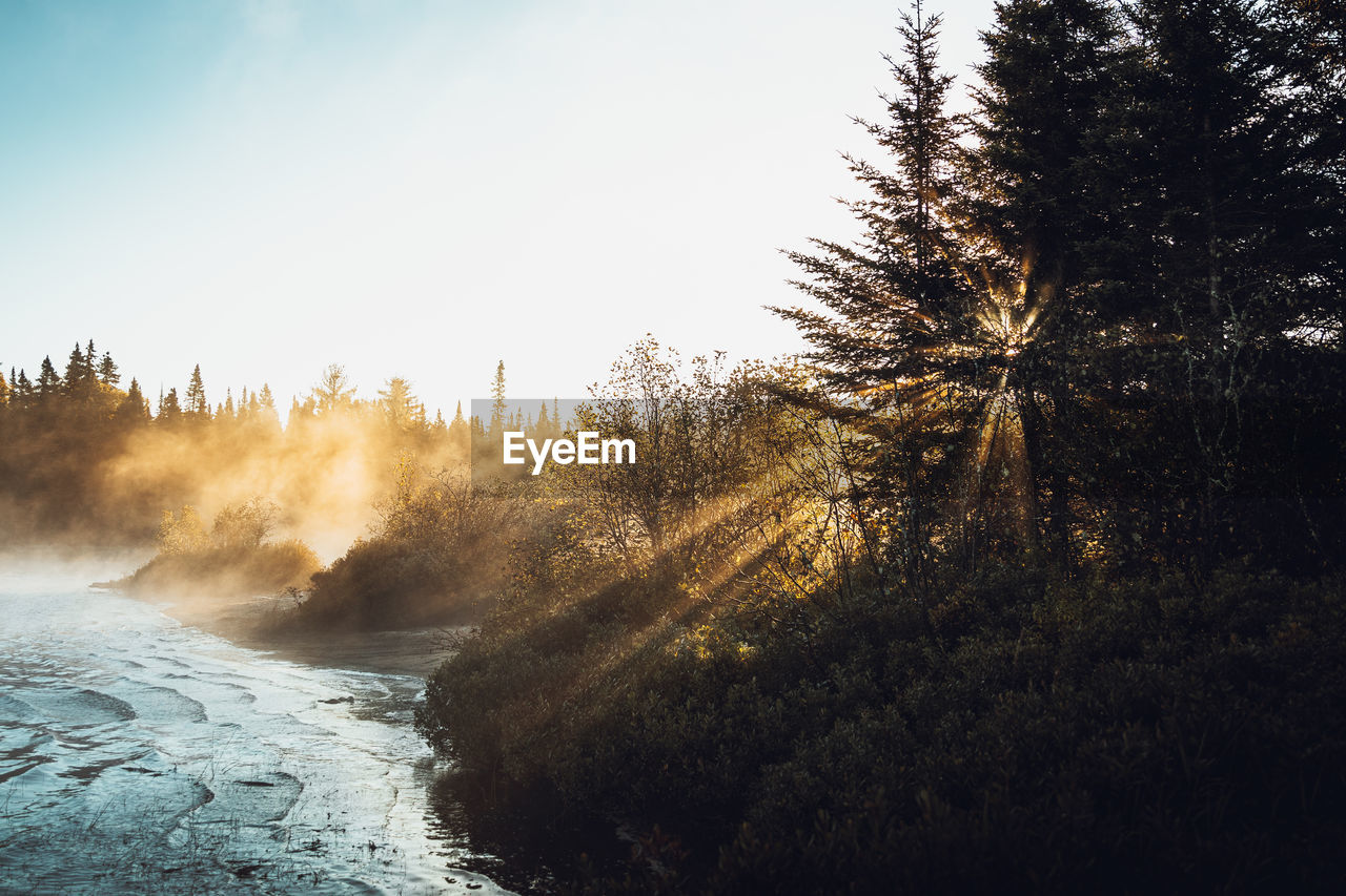 Scenic view of river amidst trees against sky