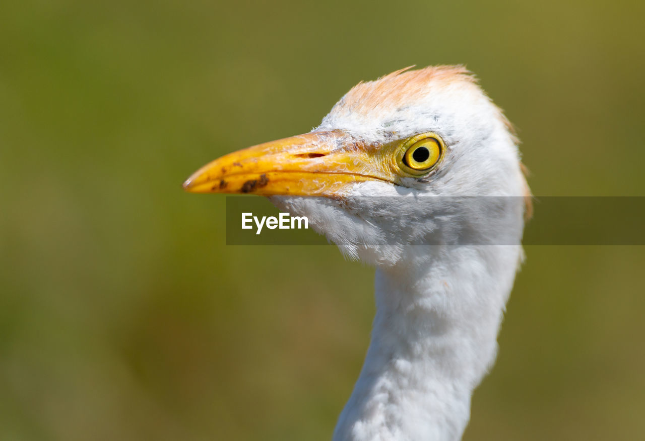 Close-up of bird