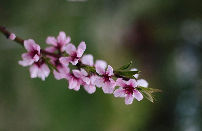 CLOSE-UP OF PINK FLOWERS BLOOMING