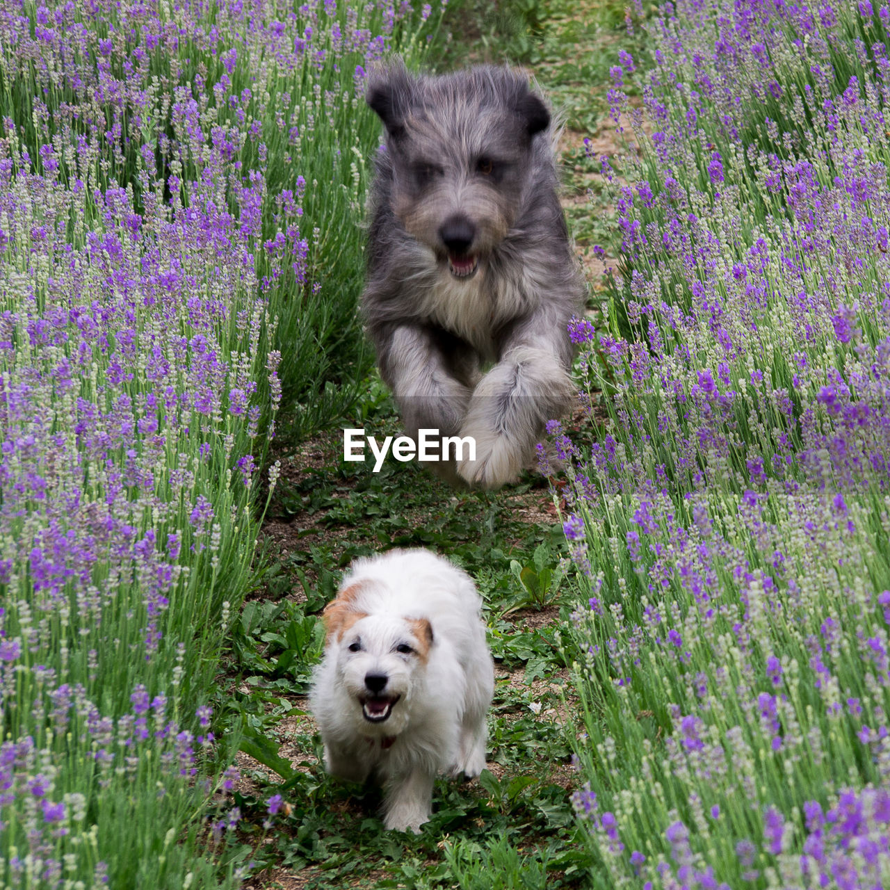 Portrait of white dog on field of lavander